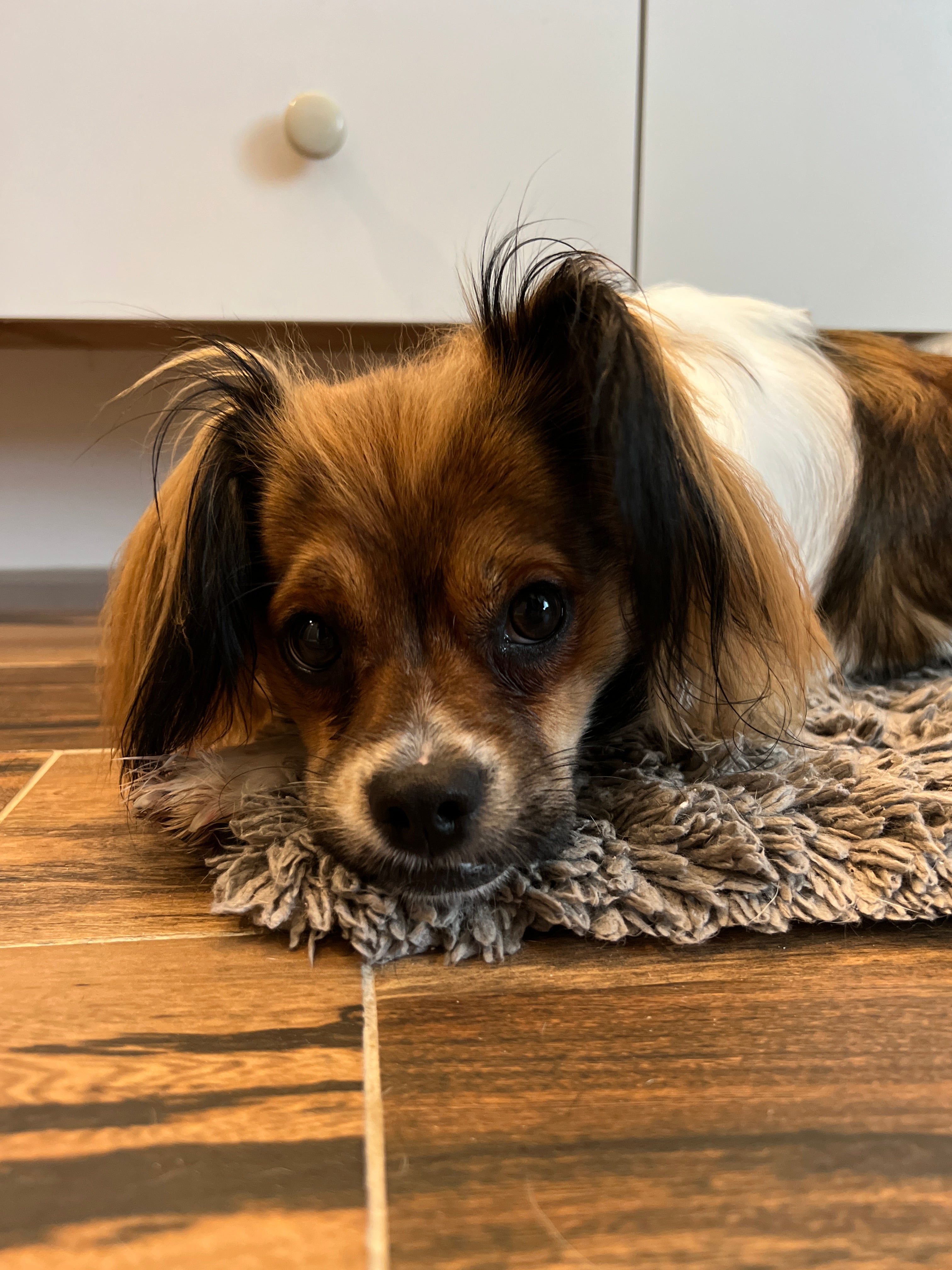 Fluff & Fire - Papillon Inspired Candle with Blood Orange, Crystallized Ginger & Cardamom, Cashmere Musk | Coconut Soy Wax - 12oz