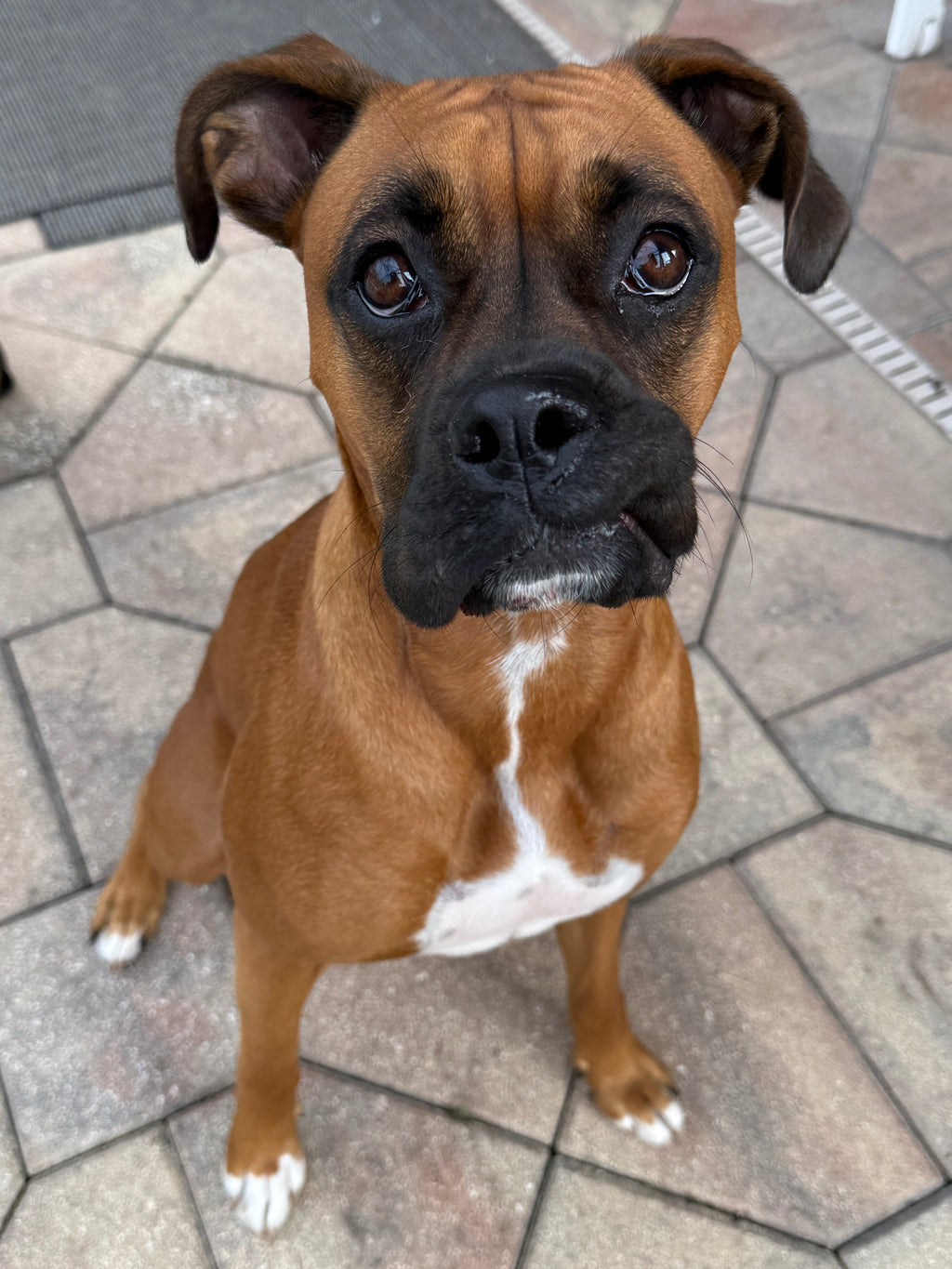 Chaos & Devotion – Boxer Inspired Candle with Egyptian Amber and McIntosh Apple | Coconut Soy Wax – 12oz