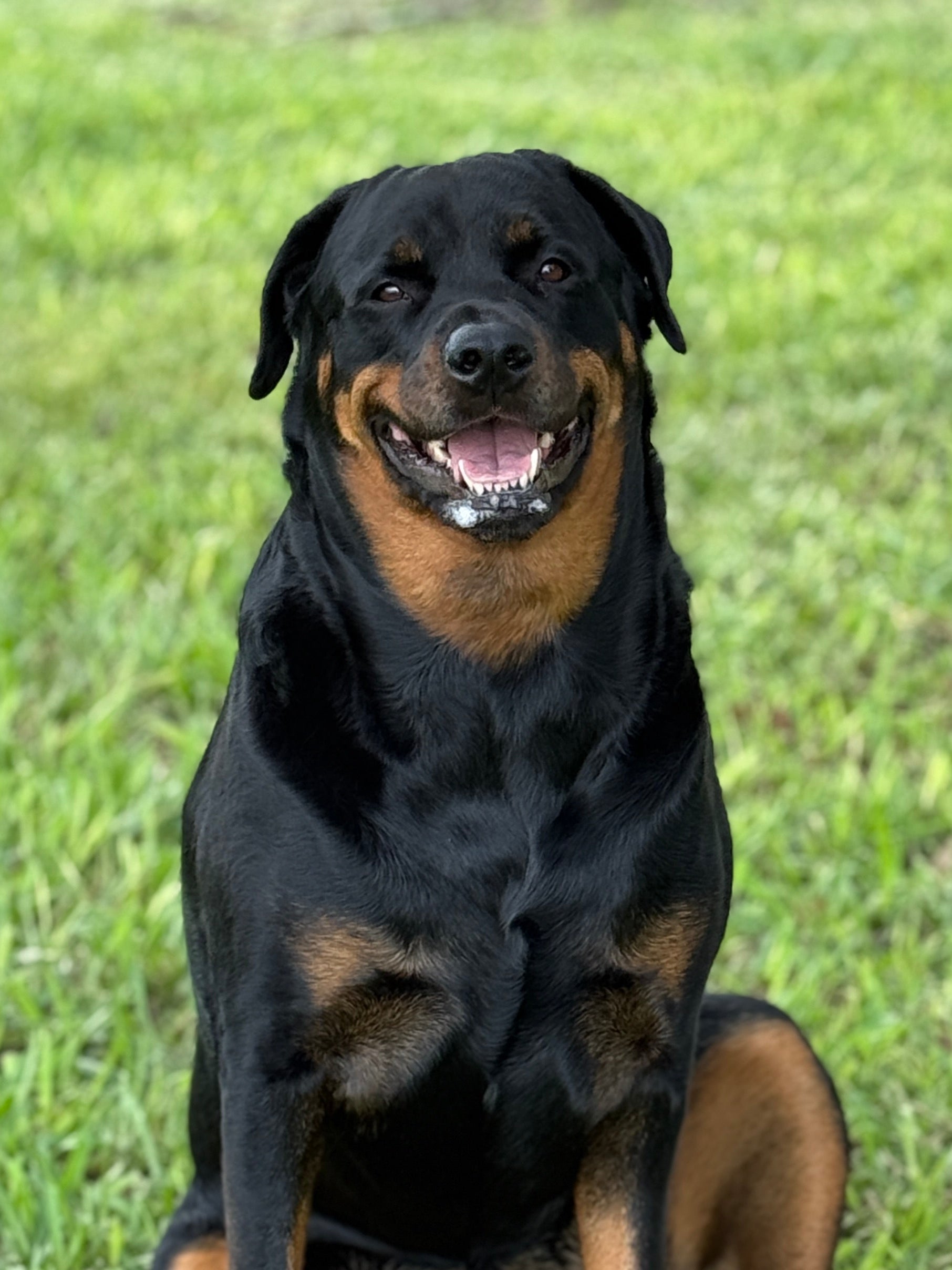 Midnight Guardian – Rottweiler Inspired Candle with Oakmoss & Amber, Smoked Oud, A Touch of Clove | Coconut Soy Wax - 12oz