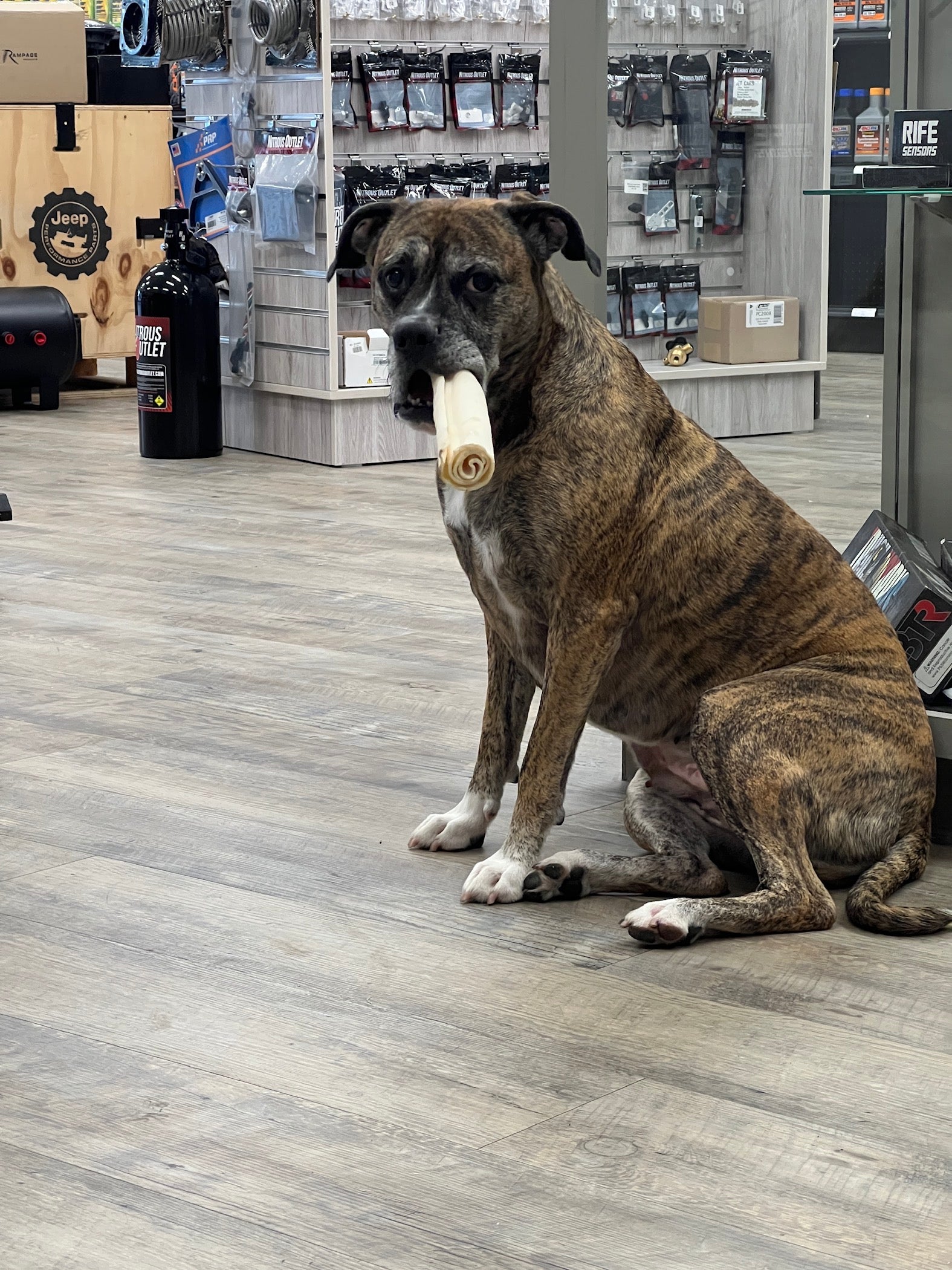 Heart of Gold – Pitbull Inspired Candle with Smoked Oud, Egyptian Amber, and A Touch of Clove | Coconut Sox Wax – 12oz