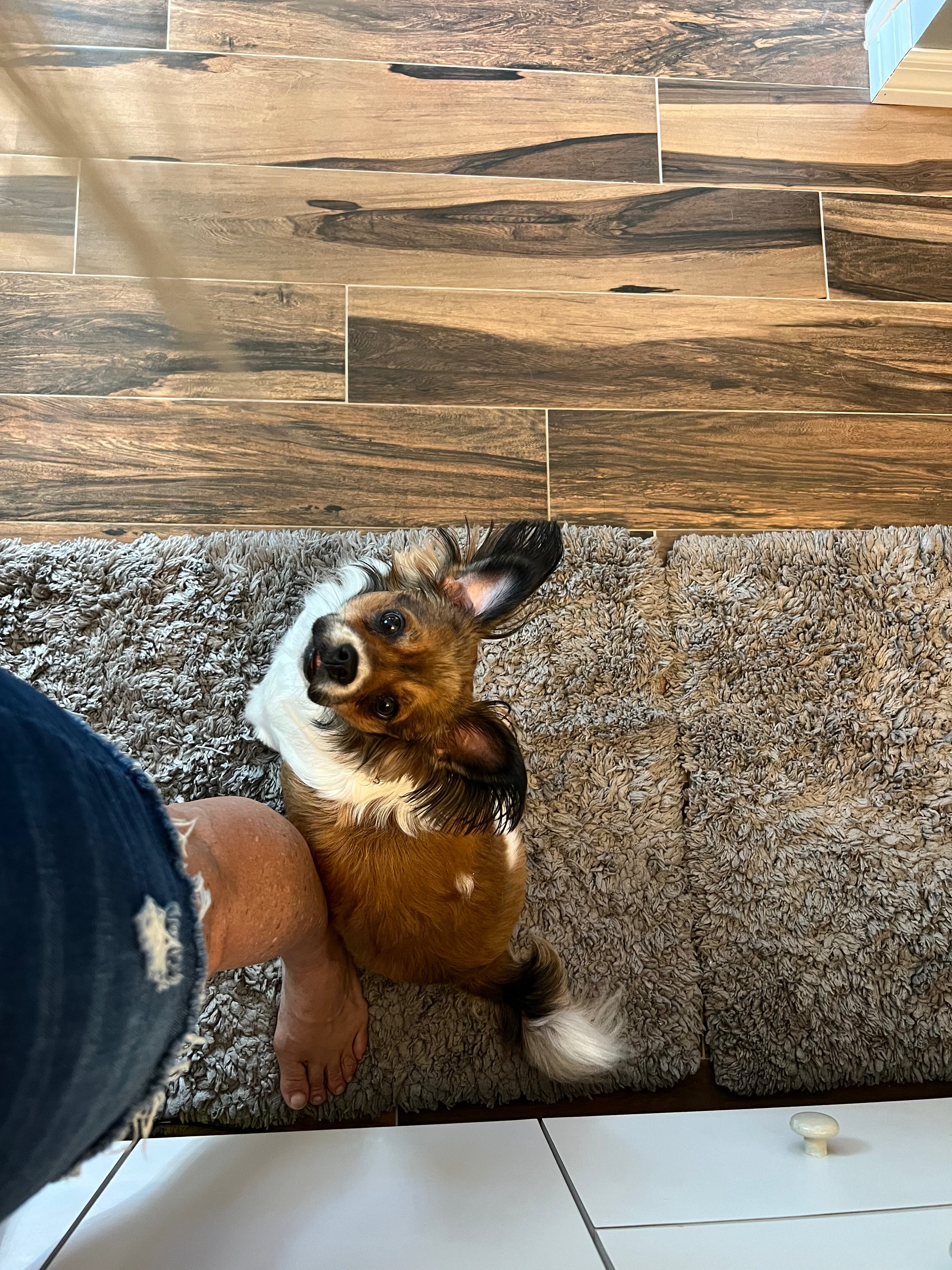 Fluff & Fire - Papillon Inspired Candle with Blood Orange, Crystallized Ginger & Cardamom, Cashmere Musk | Coconut Soy Wax - 12oz