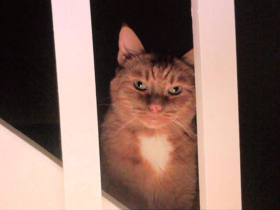 CinnaPurr - Cat Inspired Candle with Cinnamon Stick, Maple Sugar, White Oak & Vanilla | Coconut Sox Wax – 12oz