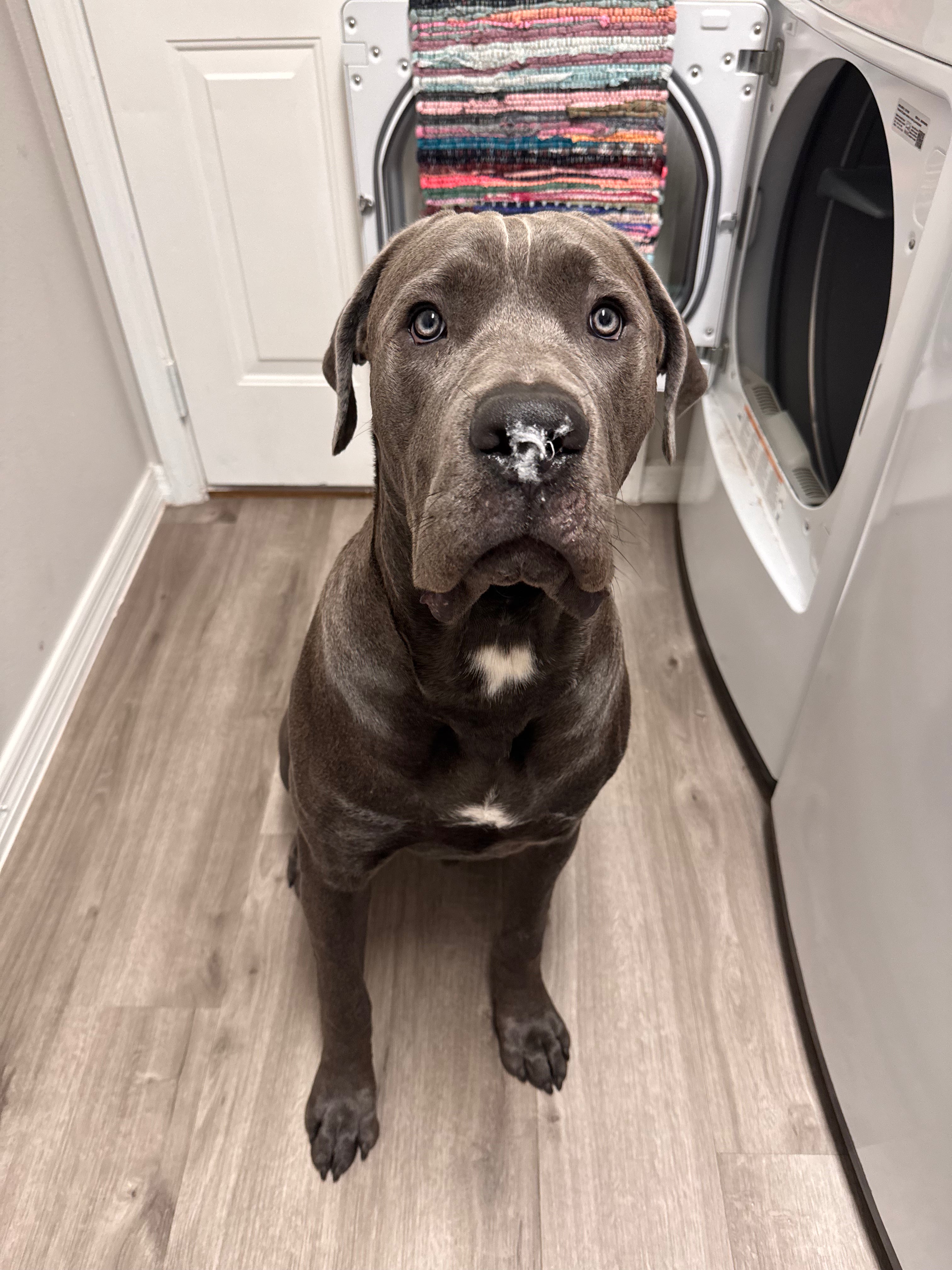 Iron Sentinel – Cane Corso Inspired Candle | Coconut Sox Wax – 12oz