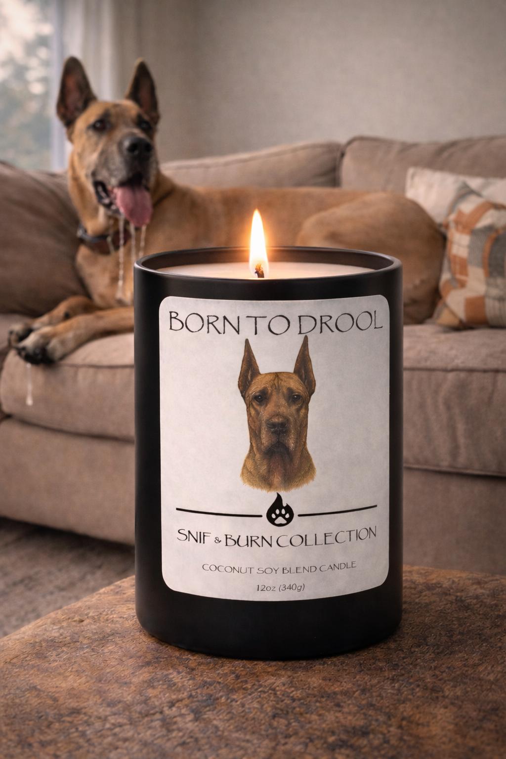 Born to Drool – Great Dane Inspired Candle with White Peach Blossom, Rose & Oud, Bergamot Element, and Smoked Oud | Coconut Sox Wax – 12oz