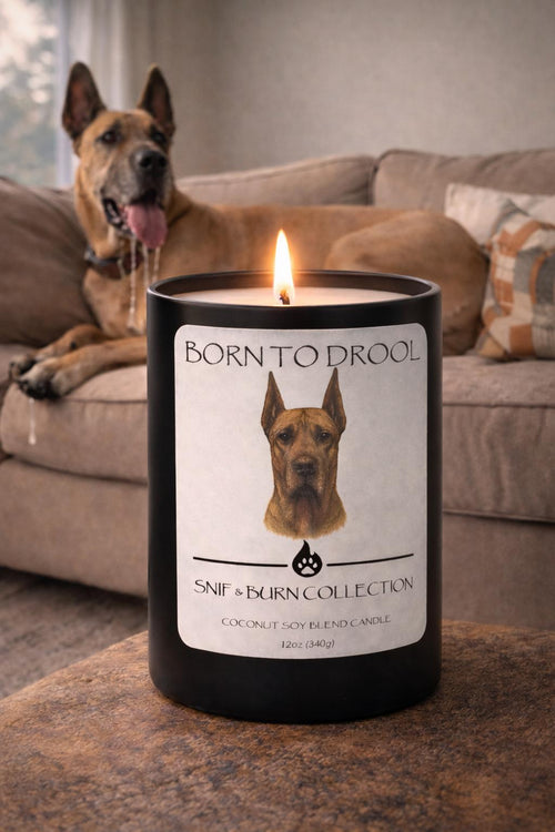 Born to Drool – Great Dane Inspired Candle with White Peach Blossom, Rose & Oud, Bergamot Element, and Smoked Oud | Coconut Sox Wax – 12oz